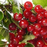 Kako posaditi ribizle u jesen